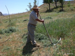 Karaca Gezisi